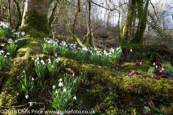 Snowdrop Valley